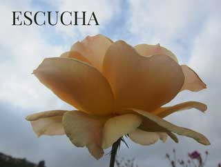 escucha rosa