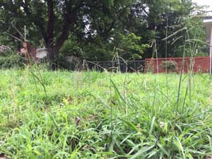 yard jungle